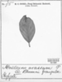 Puccinia coronata image
